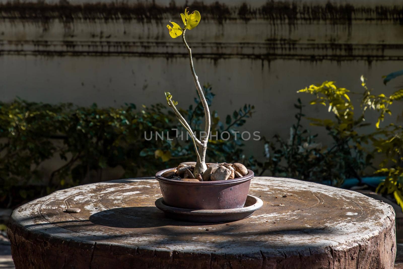 Adenium obesum or desert rose flower in a ceramic pot and beautiful shape adenium for decoration in garden. Space for text, Selective focus.