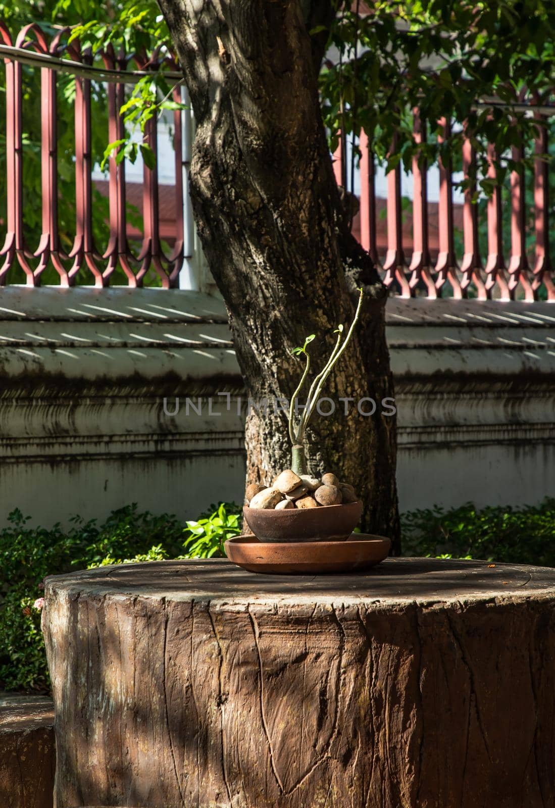Adenium obesum or desert rose flower in a ceramic pot and beautiful shape adenium for decoration in park. Space for text, Selective focus.