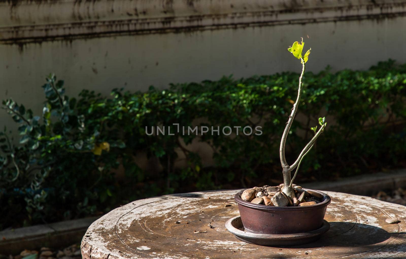 Adenium obesum or desert rose flower in a ceramic pot and beautiful shape adenium for decoration in garden. Space for text, Selective focus.