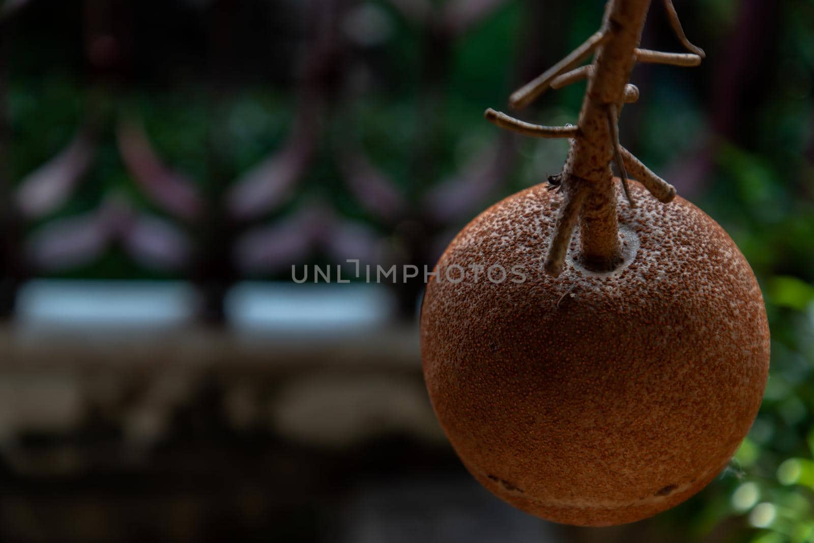 Close up of A cannon ball tree and cannon fruit (Couroupita guianensis) its fruits resembles with cannon. Selective focus, Copy space.