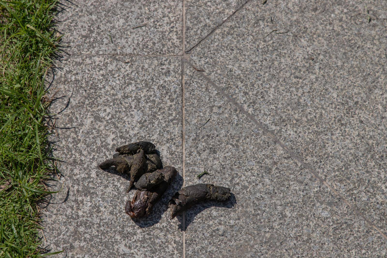Dog feces dry on the ground street. dog on floor, Dog shit on the street, Concept of picking up dog waste shit, cleaning city urban environment. No focus, specifically.