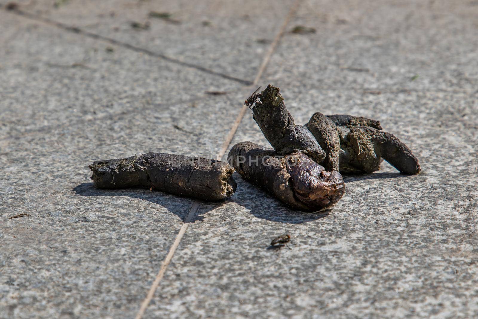 Dog feces dry on the ground street. dog on floor, Dog shit on the street, Concept of picking up dog waste shit, cleaning city urban environment.