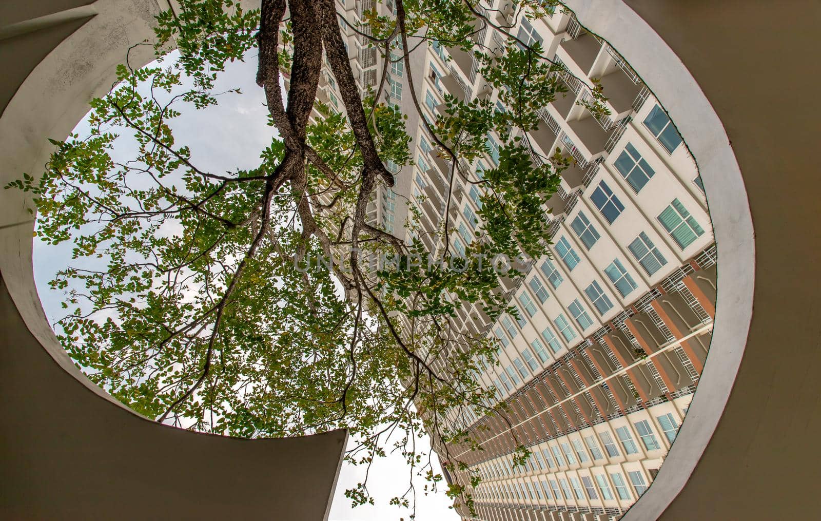 Bangkok, Thailand - Dec 09, 2020 : A big tree in the middle of building in summer time. Building design for green living concept. Environmental friendly building design. Ecology concept. Selective focus.