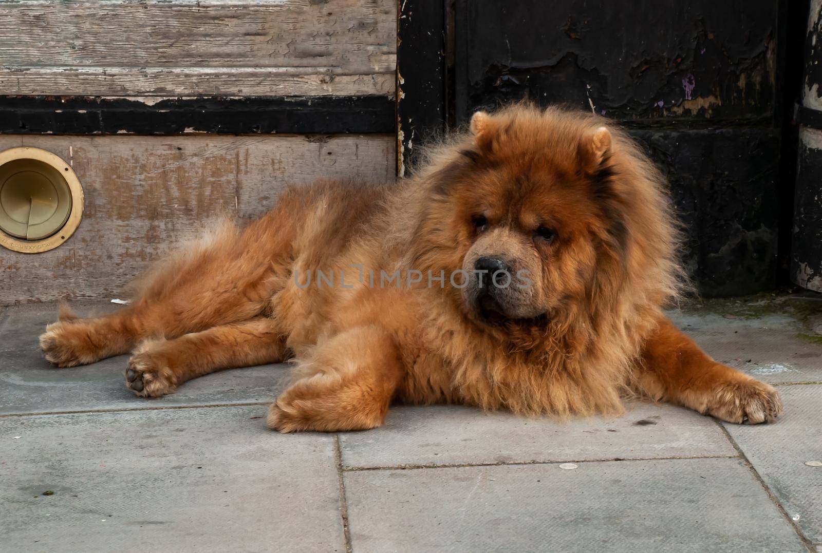 Brown chow chow sad dog lies on the doorstep of the house awaiting the arrival of the owner. No focus, specifically.