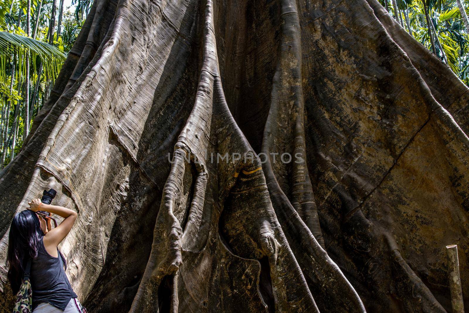 Young woman with Shoulder bag and using a camera to take photo Giant big tree, Size comparison between human and giant big tree in Ban Sanam of Uthai Thani Province, Thailand, nature background.