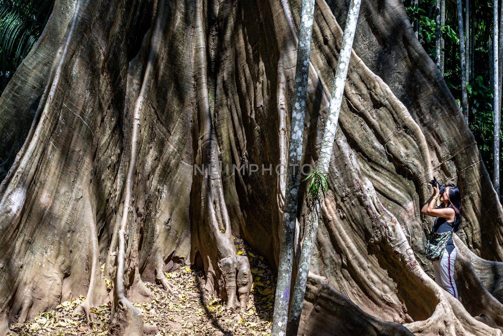 Young woman with Shoulder bag and using a camera to take photo Giant big tree, Size comparison between human and giant big tree in Ban Sanam of Uthai Thani Province, Thailand, nature background.