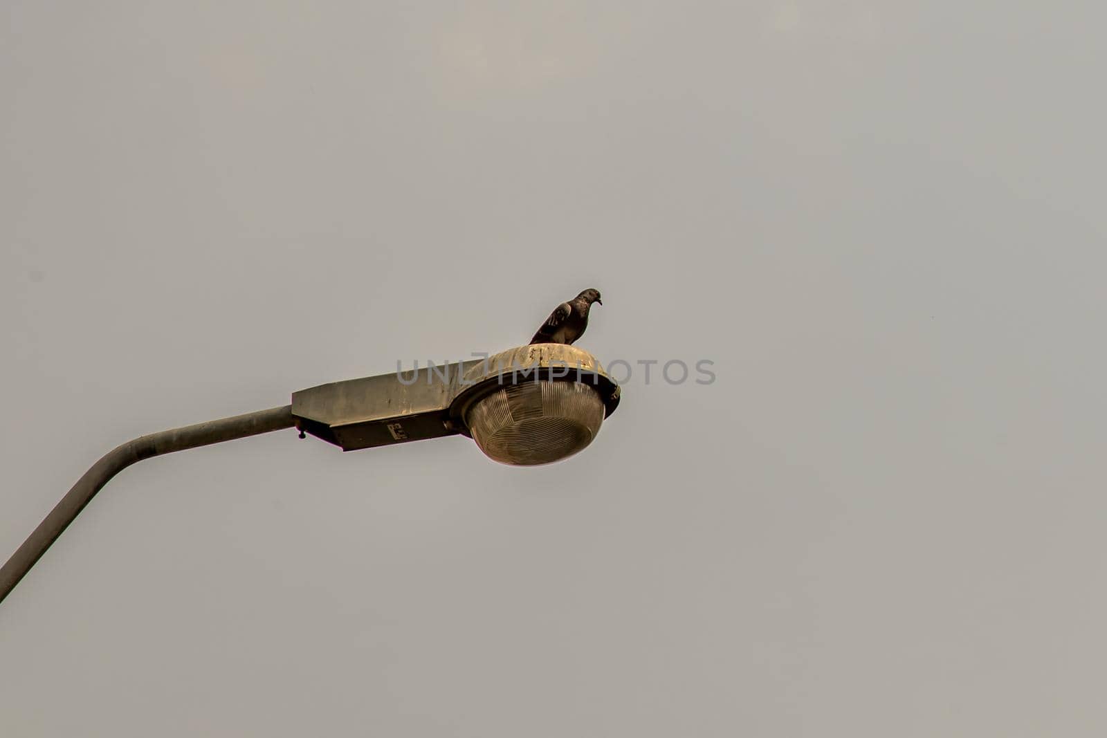 Low Angle View Of Gray Street Lamp With Pigeons Perching with the dark sky in the background, Writing area, Background.