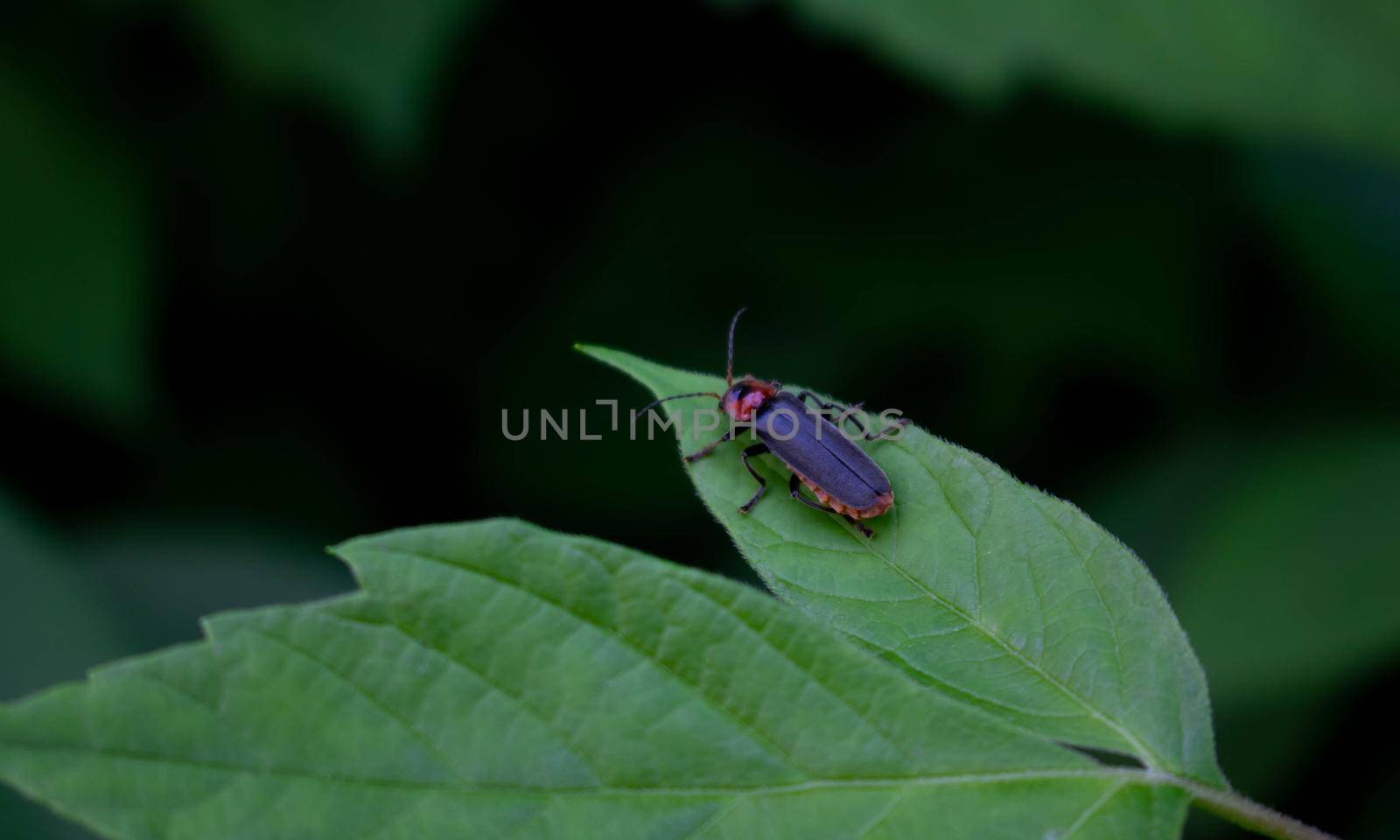 Fireman beetle on a green leaf.Summer day by lapushka62