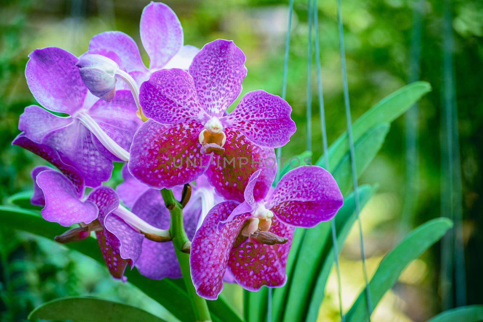 Beautiful tropical purple branch of orchid flower phalaenopsis from family Orchidaceae on garden background.Selective focus.Holiday, Women's Day, Flower Card, beauty.There is place for your text.