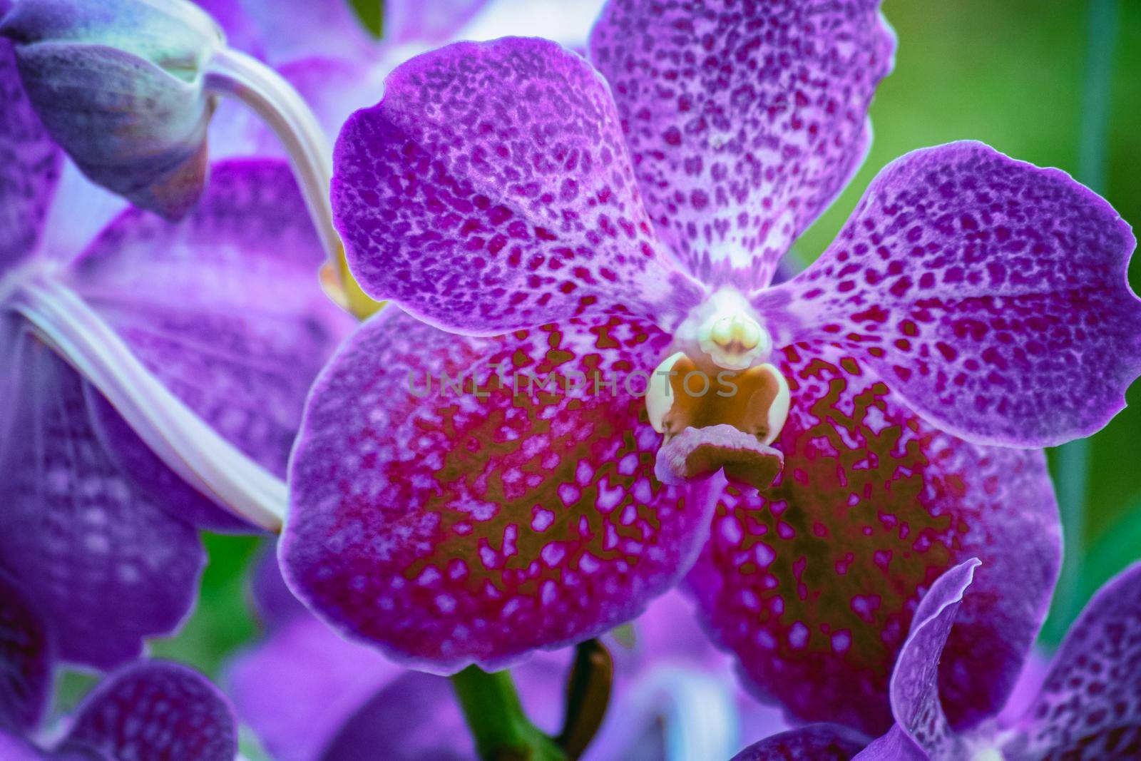 Beautiful tropical purple branch of orchid flower phalaenopsis from family Orchidaceae on garden background.A beautiful orchid plant in nature.Selective focus.Holiday, Women's Day, Flower Card, beauty