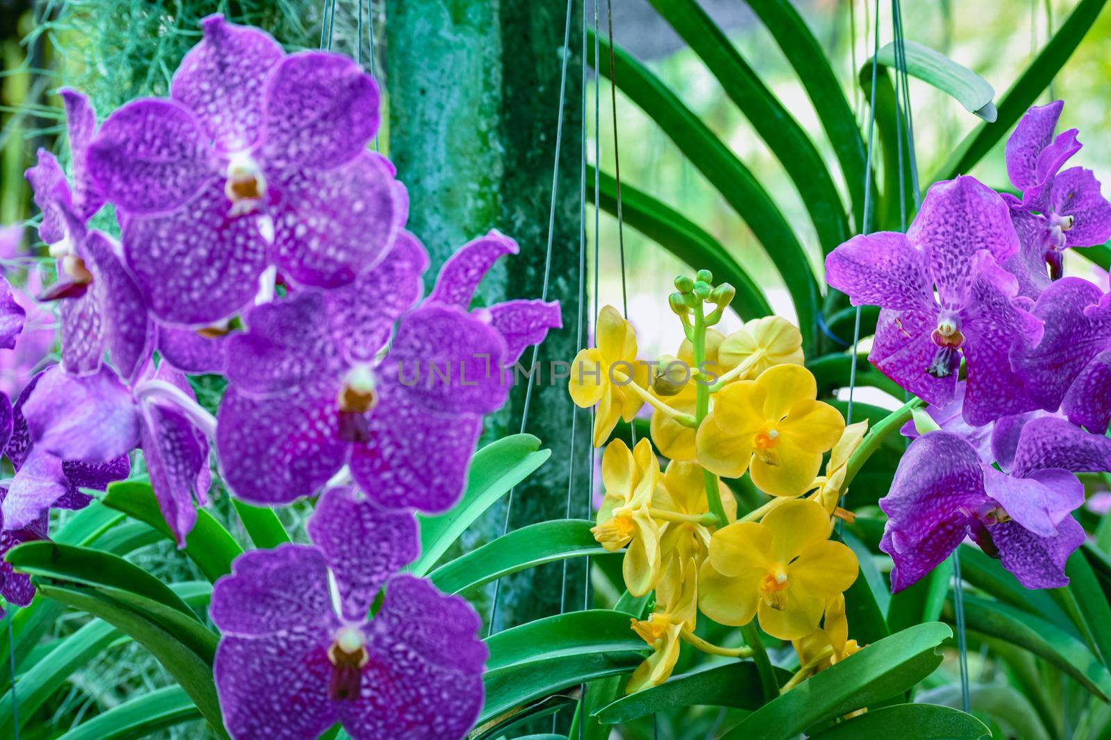 Beautiful tropical purple and yellow branchs of orchid flower phalaenopsis from family Orchidaceae on garden background.A beautiful orchid plant in nature.Selective focus.Women's Day, Flower Card