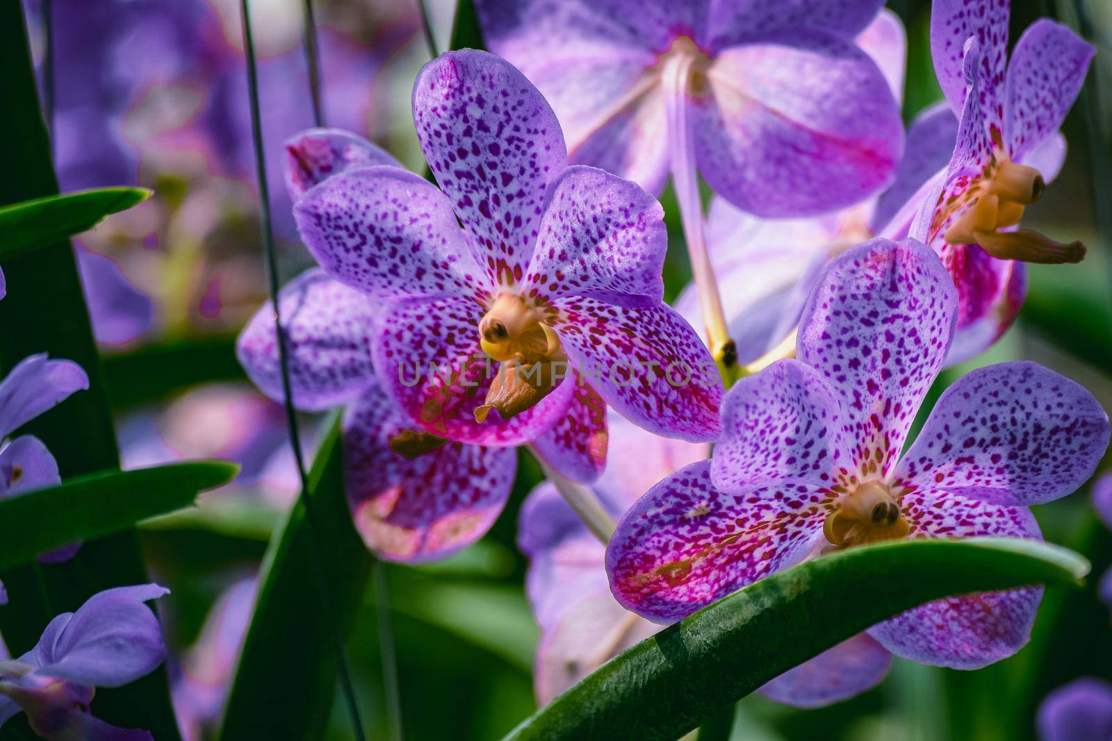 Beautiful tropical purple branch of orchid flower phalaenopsis from family Orchidaceae on garden background.A beautiful orchid plant in nature.Selective focus.Holiday, Women's Day, Flower Card, beauty