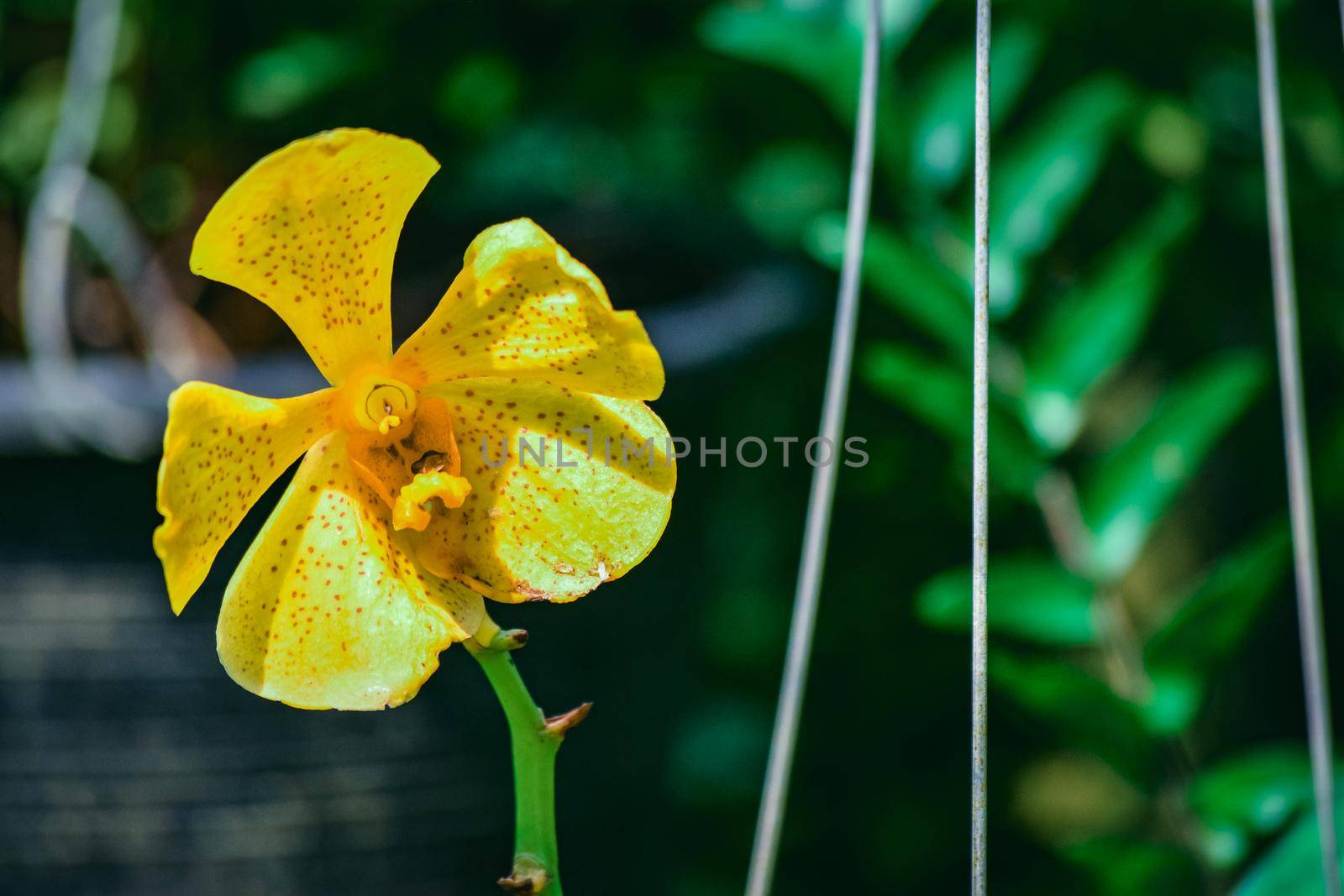 Beautiful tropical yellow branch of orchid flower phalaenopsis from family Orchidaceae on garden background.Selective focus.Phalaenopsis petals macro view, shallow depth of.There is place for text.