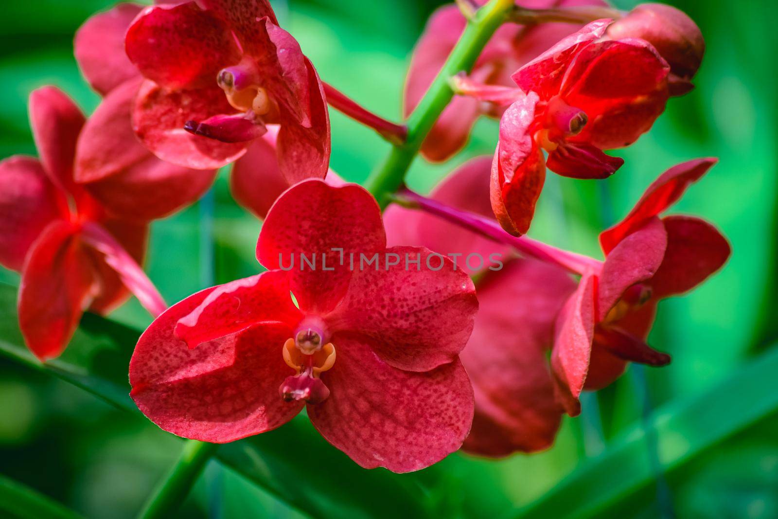 Beautiful tropical red branch of orchid flower phalaenopsis from family Orchidaceae on garden background.A beautiful orchid plant in nature.Selective focus.Holiday, Women's Day, Flower Card, beauty