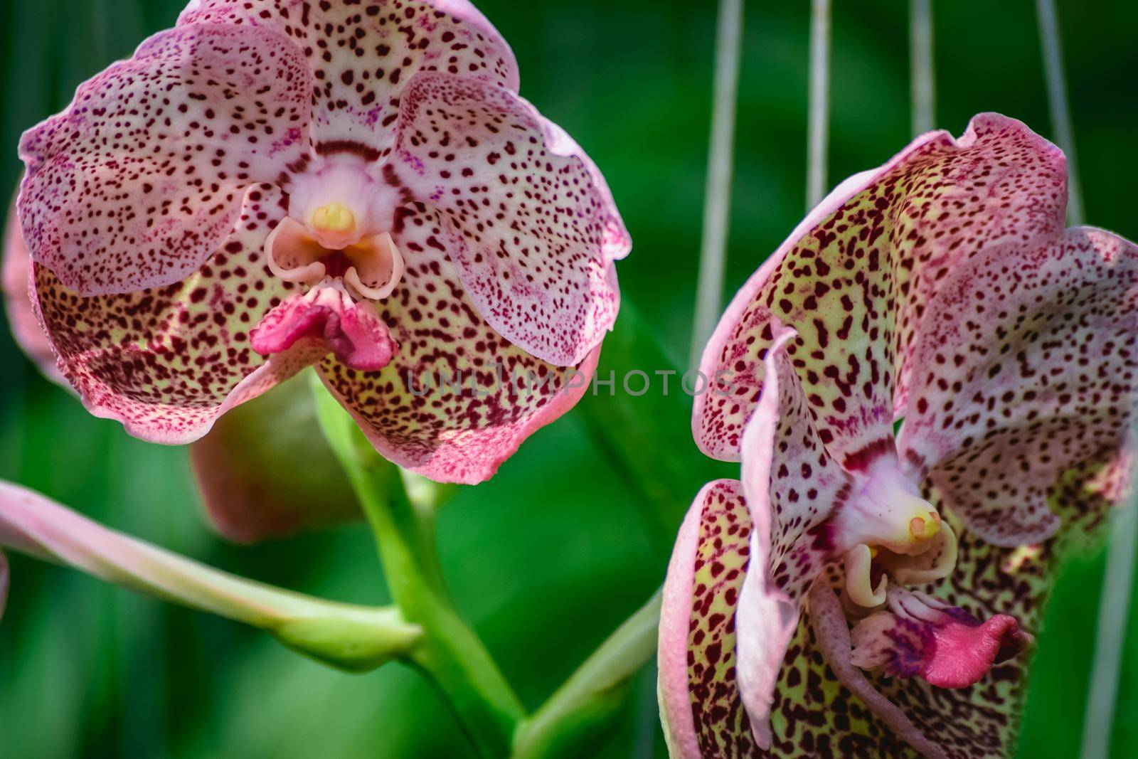 Beautiful tropical pink branch of orchid flower phalaenopsis from family Orchidaceae on garden background.A beautiful orchid plant in nature.Selective focus.Holiday, Women's Day, Flower Card, beauty