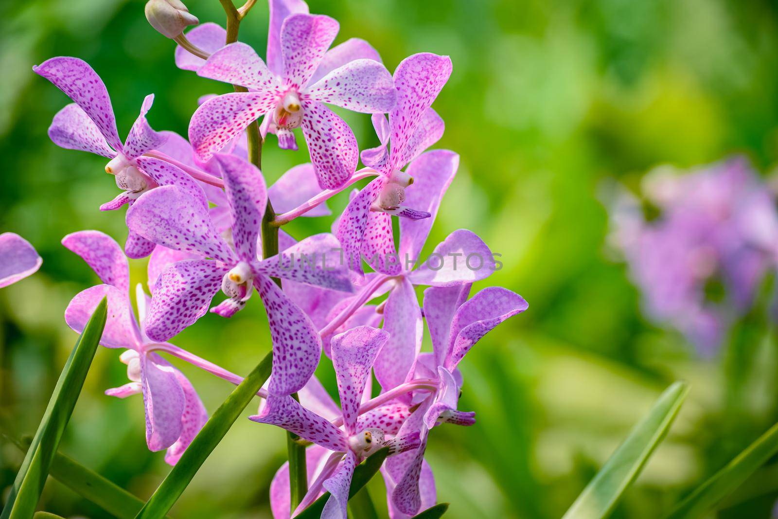 Beautiful tropical purple branch of orchid flower phalaenopsis from family Orchidaceae on nature background.Selective focus.Phalaenopsis petals macro view, shallow depth of.There is place for text.