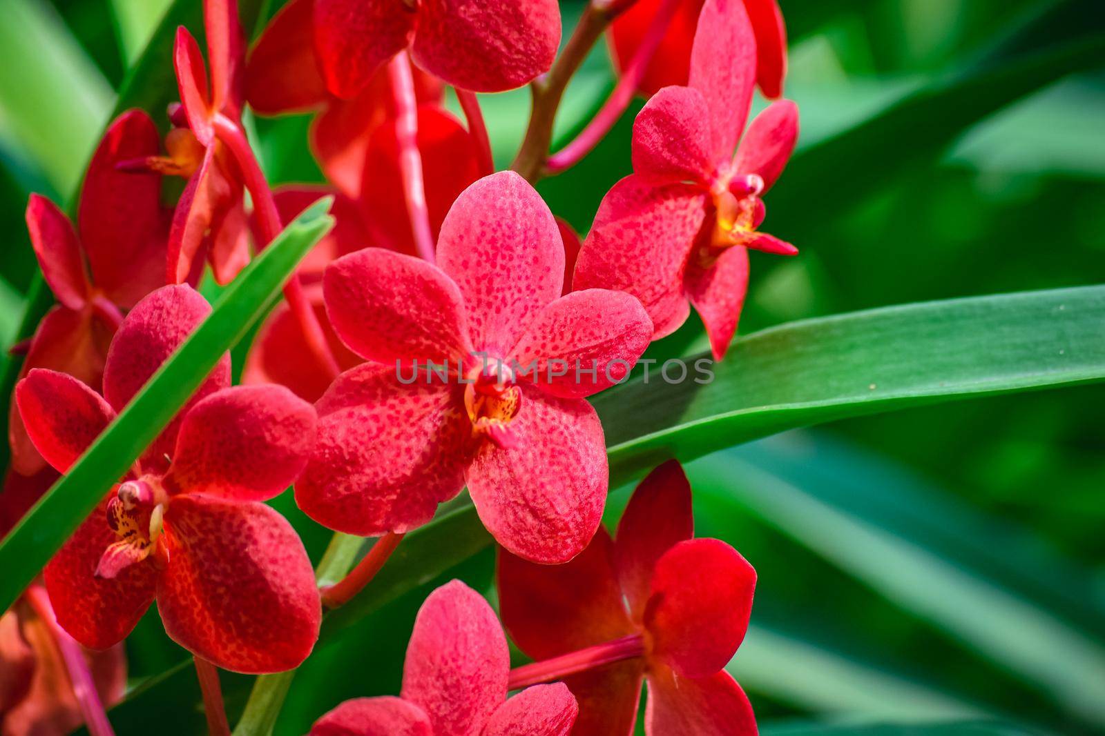 Beautiful tropical red branch of orchid flower phalaenopsis from family Orchidaceae on nature background.Selective focus.Phalaenopsis petals macro view, shallow depth of.There is place for text.