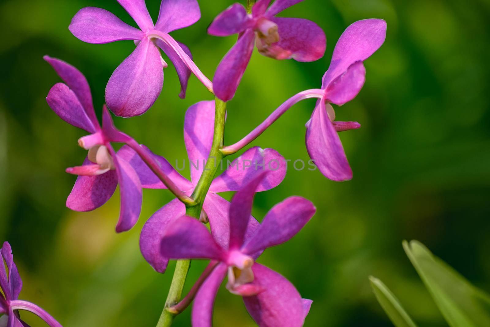 Beautiful tropical purple branch of orchid flower phalaenopsis from family Orchidaceae on garden background.Selective focus.Phalaenopsis petals macro view, shallow depth of.There is place for text.