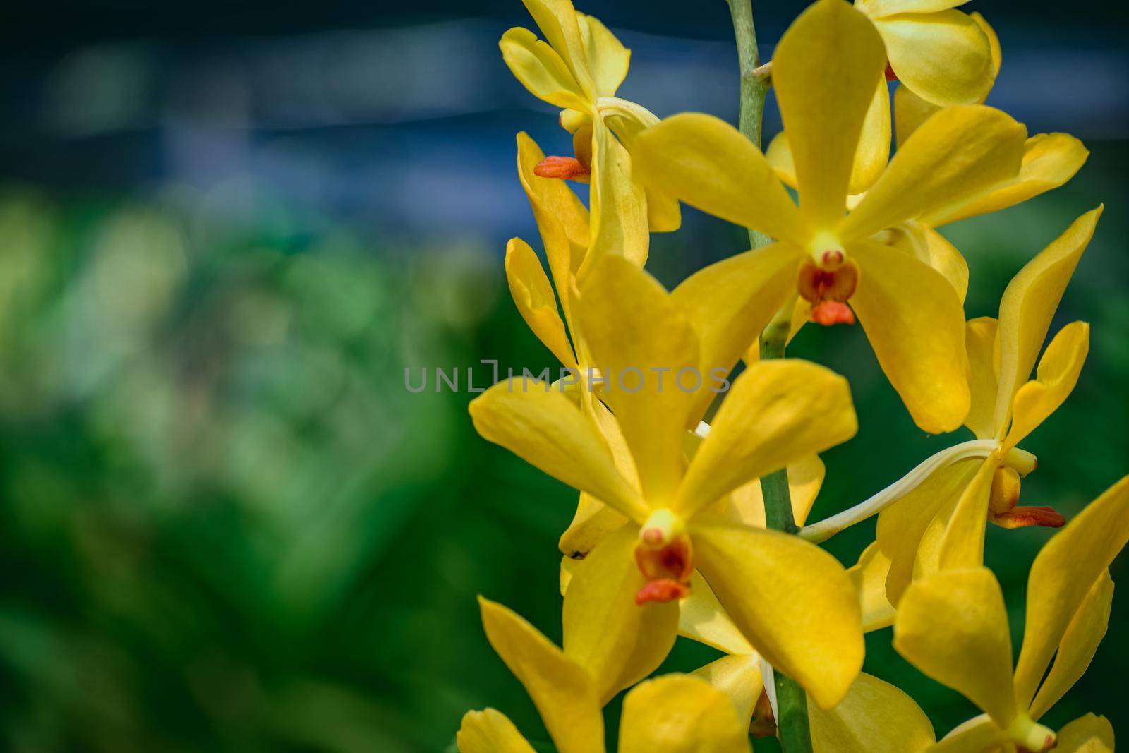 Beautiful tropical yellow branch of orchid flower phalaenopsis from family Orchidaceae on nature background.Selective focus.Phalaenopsis petals macro view, shallow depth of.There is place for text.