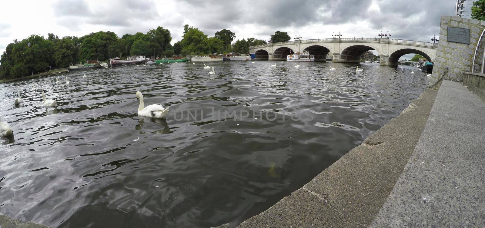 LONDON, ENGLAND - 15 July 2017: Big boat and swans in front of it in Kingston, London, UK