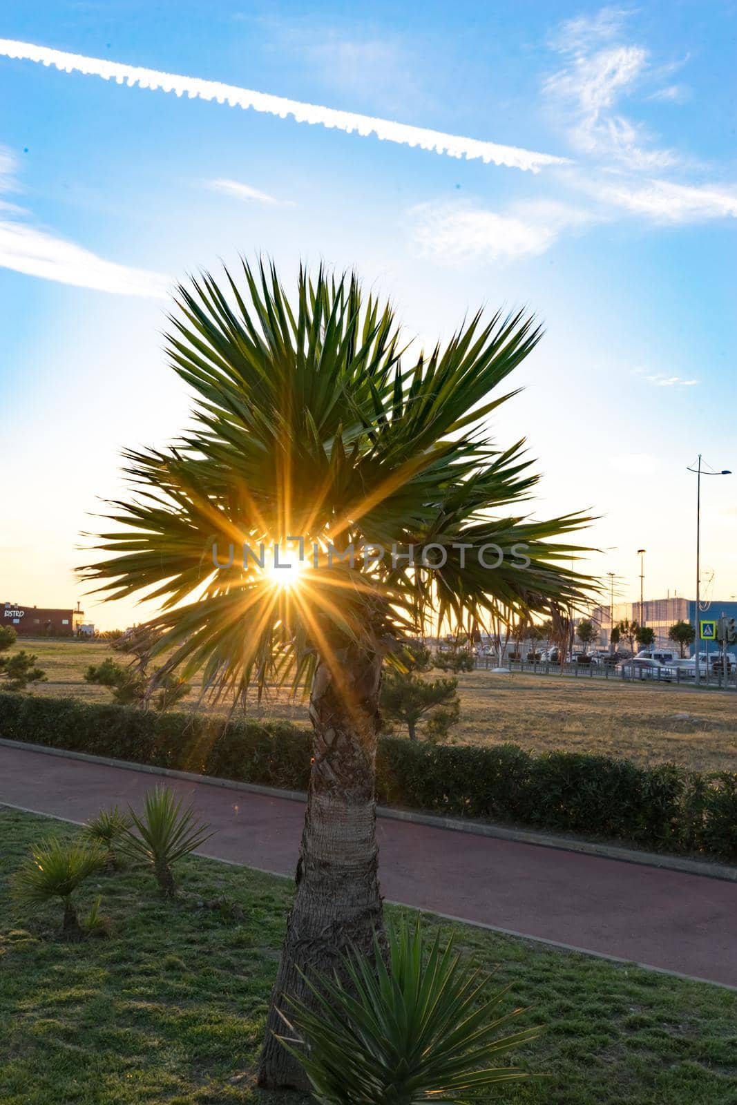 The sun shines through the leaves of a palm tree against the urban landscape by Vvicca