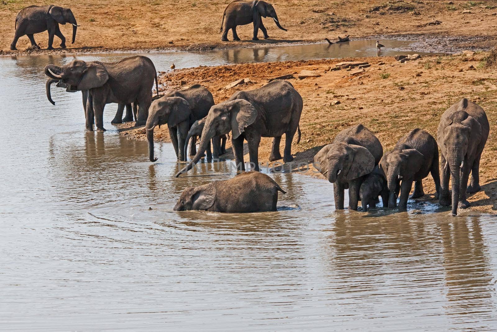 African Elephant Loxodonta africana at the waterhole 13639 by kobus_peche