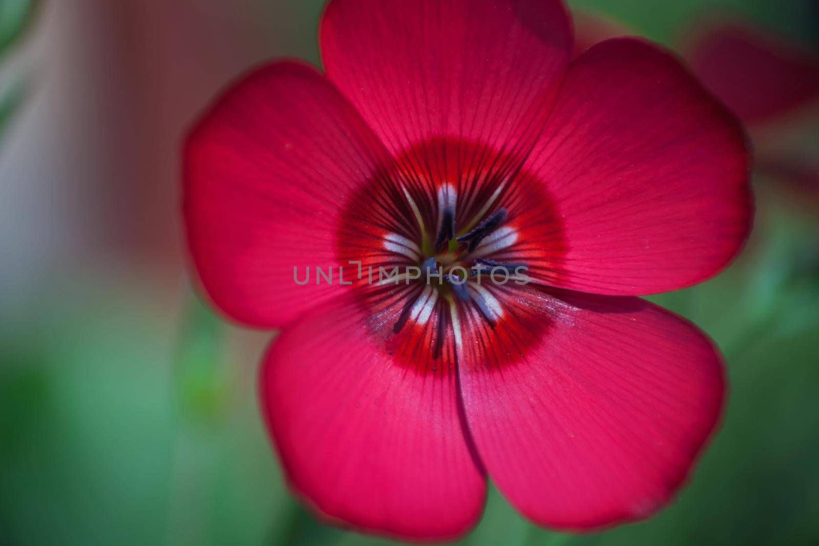 Drummond phlox phlox drummondii 6747 by kobus_peche