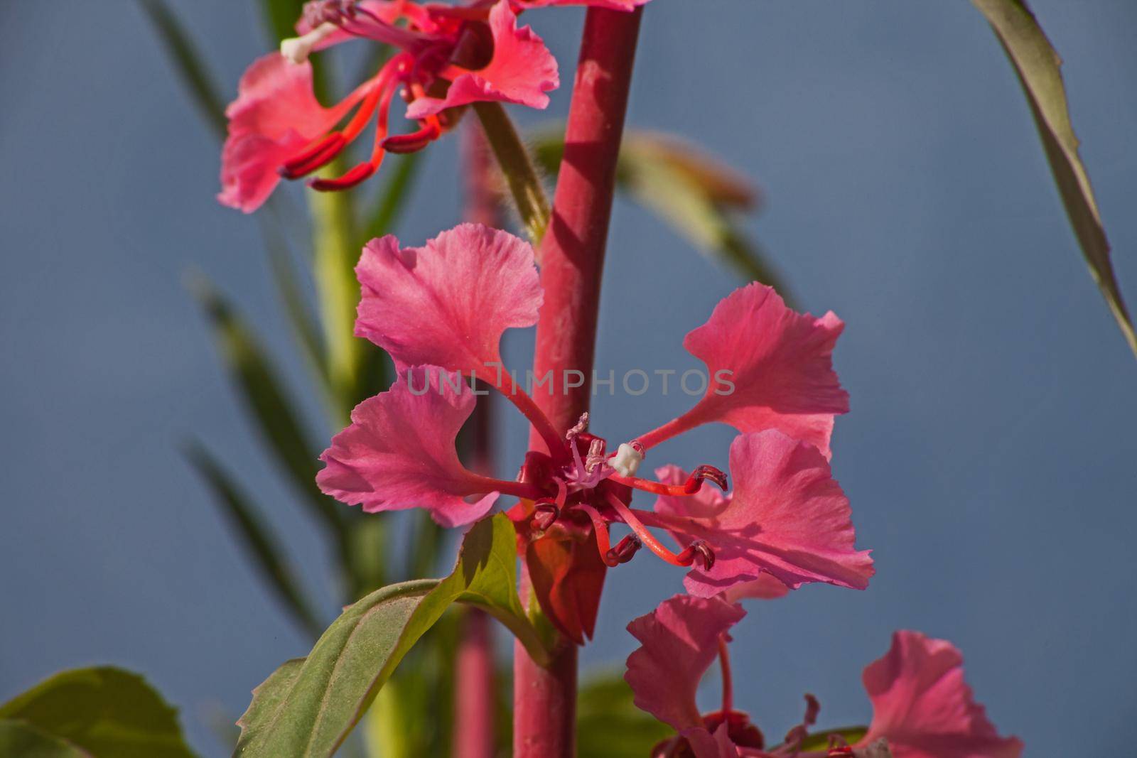 The Elegant Clarkia (Clarkia unguiculata) is endemic to the Californian woodlands and is common on the forest floor of many oak woodlands.