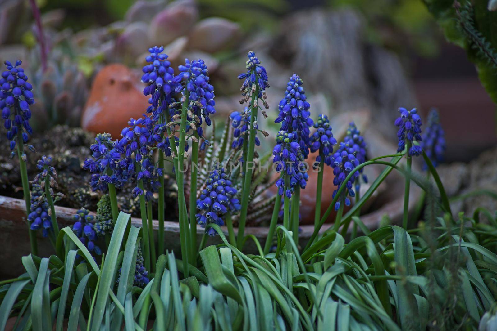 Grape hyacinths Muscari armeniacum 6659 by kobus_peche