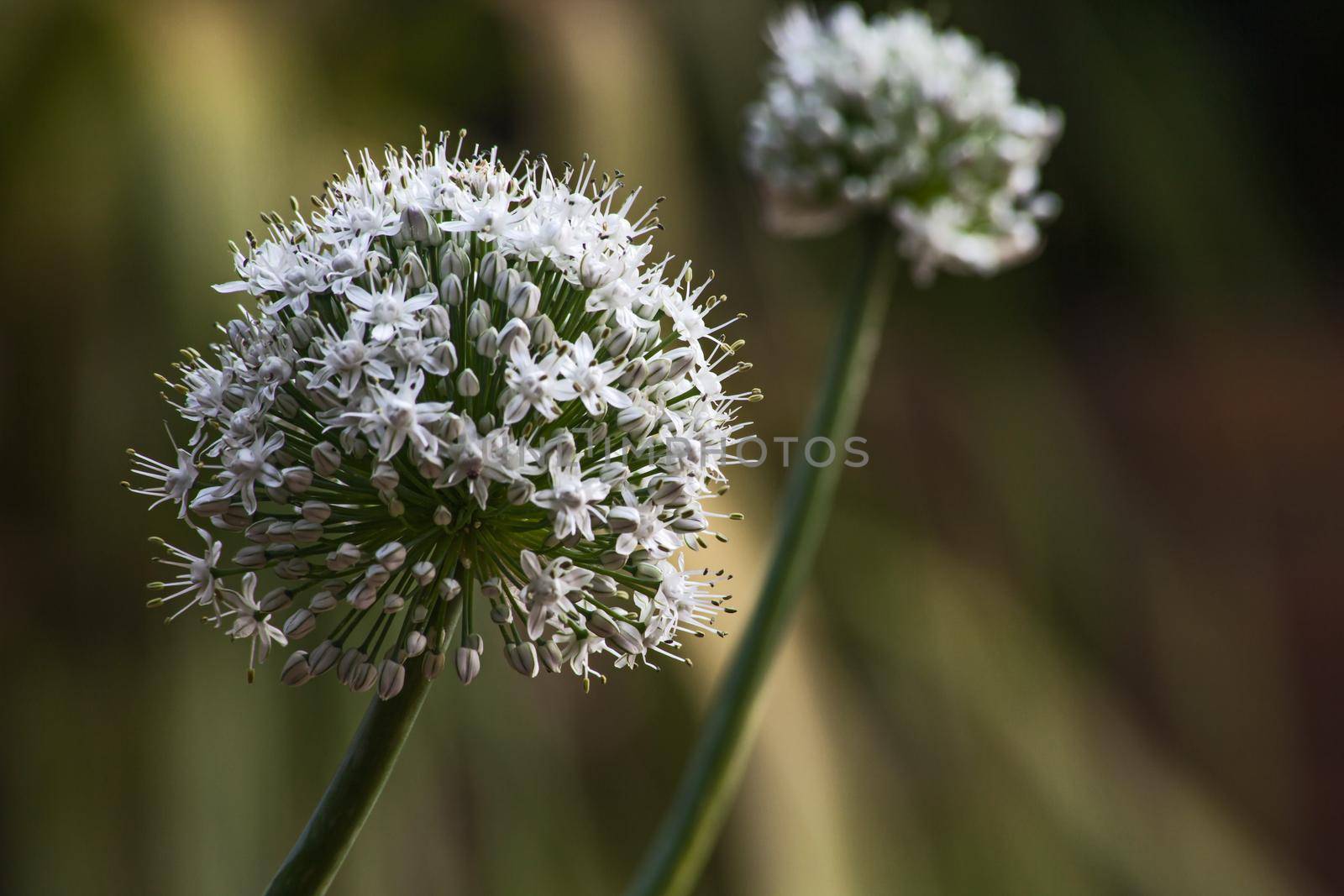 Macro image of the flower ball of an onion plant