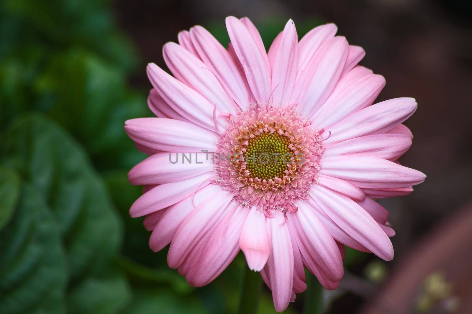 Pink Gerbera hybrid 10026 by kobus_peche