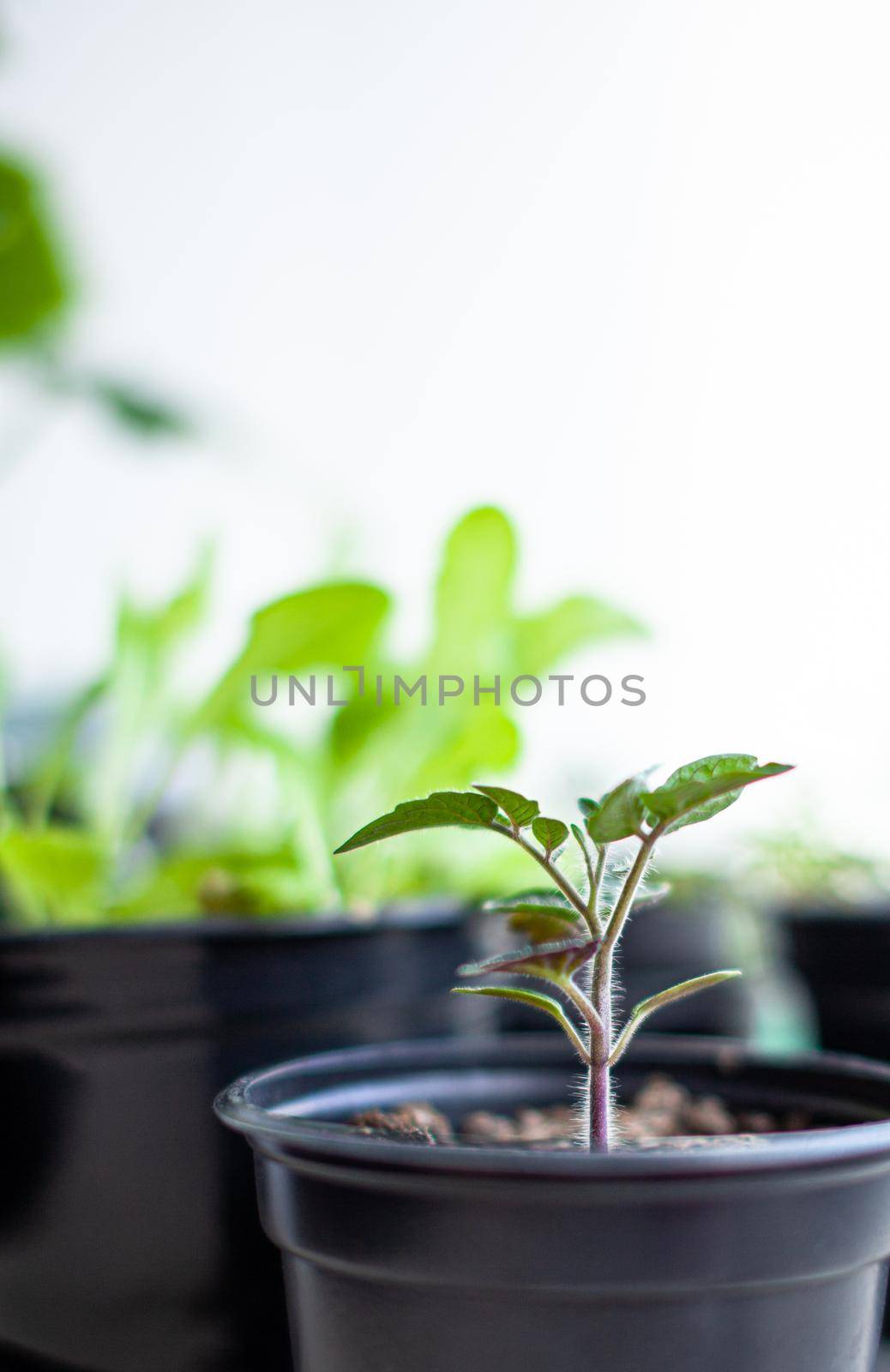 Close-up of seedlings of green small thin leaves of a tomato plant in a container growing indoors in the soil in spring. Seedlings on the windowsill