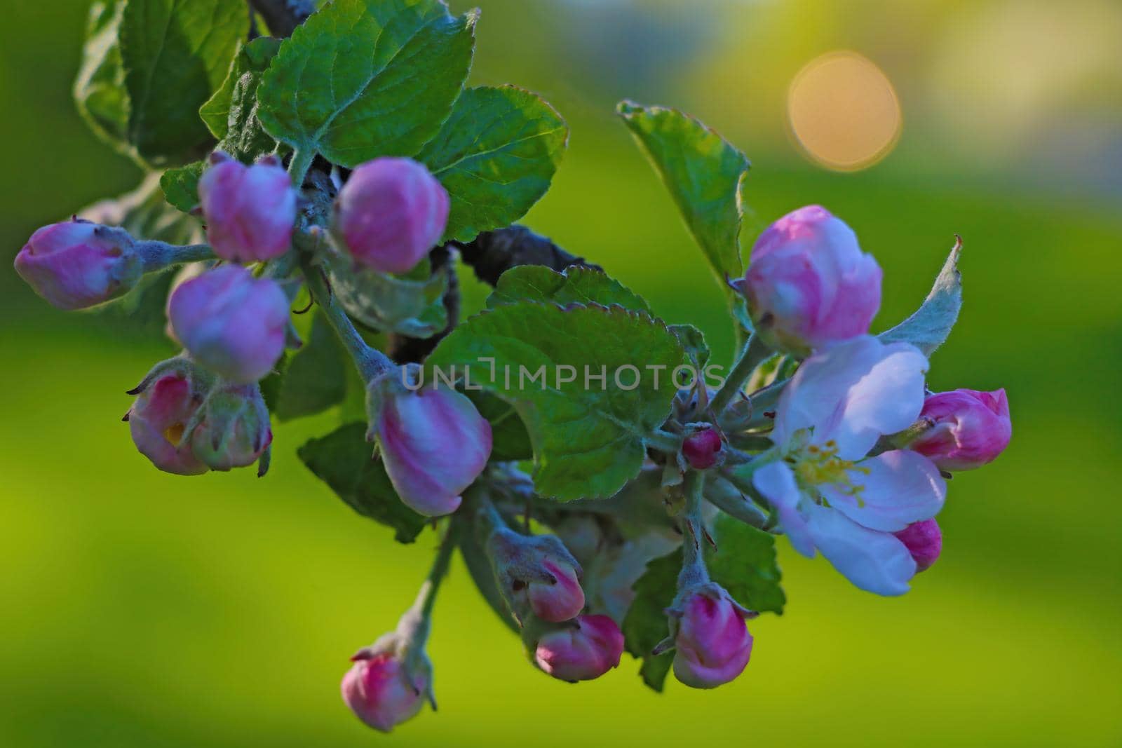 The apple tree branch blooms in the garden in spring