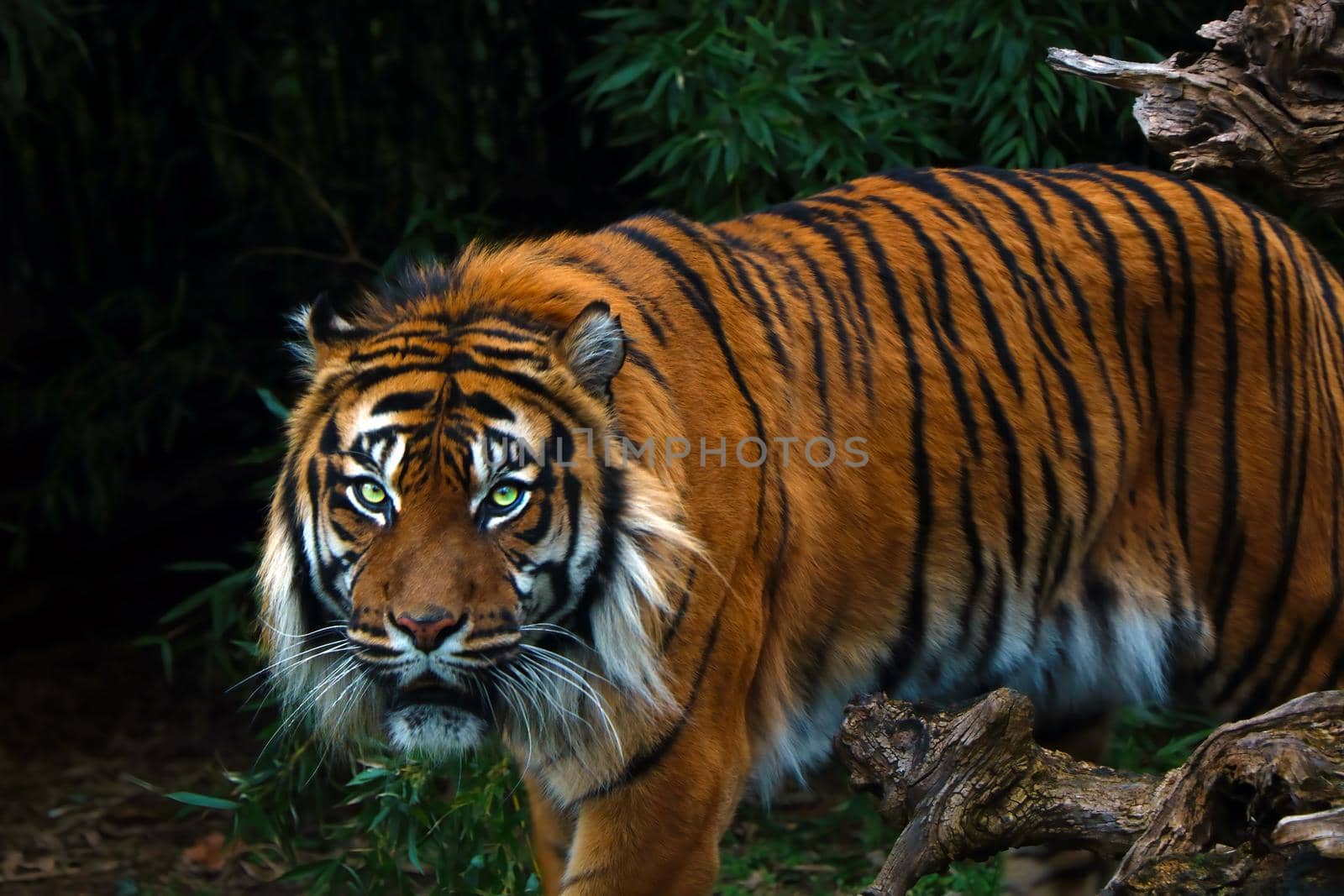 Close up of an adult large tiger