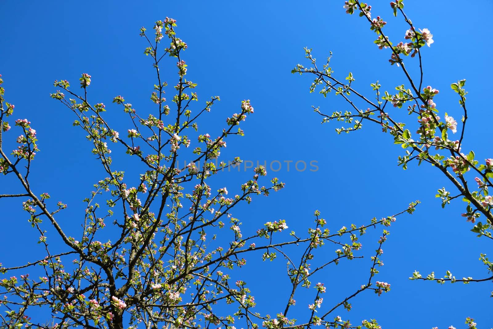 Blossoming branch of an apple tree against the blue sky