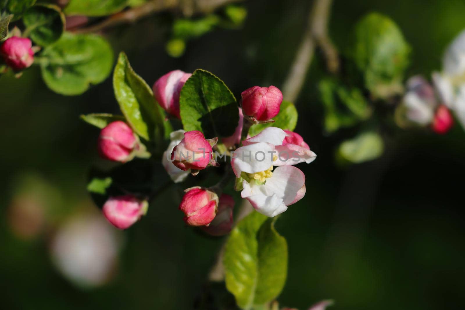 Blooming branch of apple tree in spring in the garden