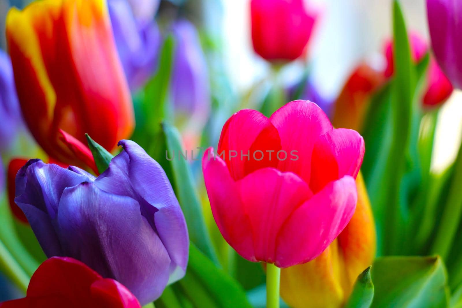 Beautiful bright blooming tulips. A bouquet of fresh flowers