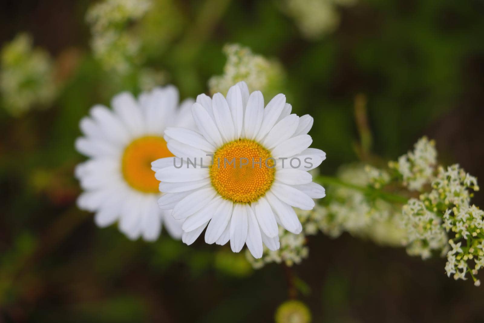 Beautiful blooming daisies in spring in the meadow