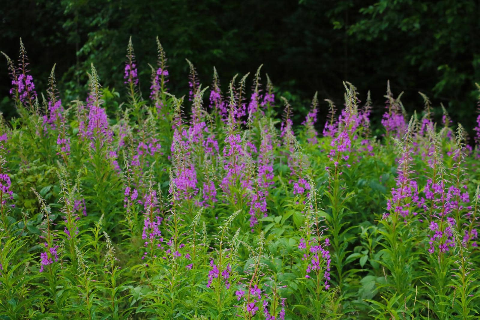 View of a flowering plant in the spring in the forest