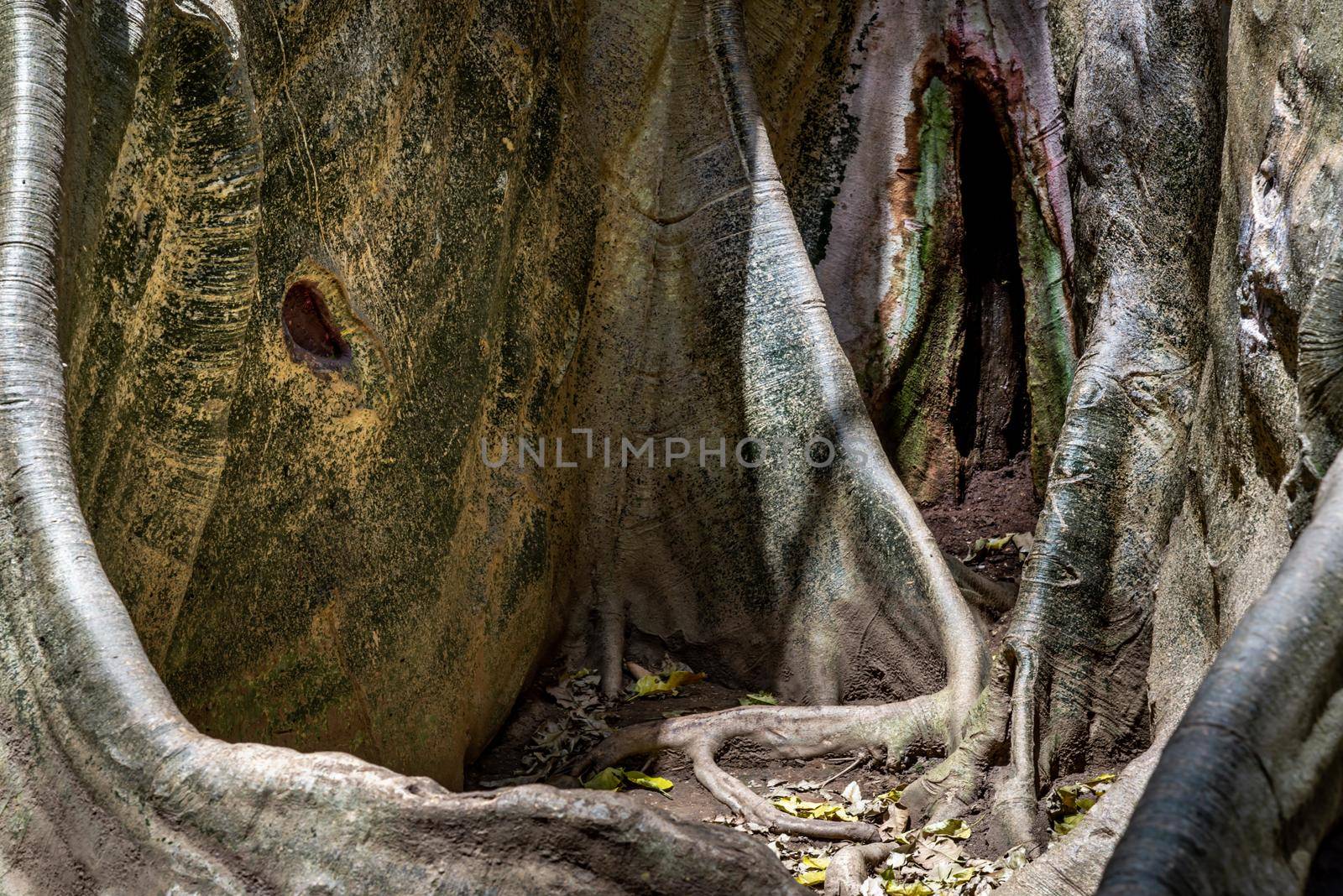 Details of The image of The largest and highest giant tree  in Ban Sanam of Uthai Thani Province, Thailand, nature background, Selective focus.
