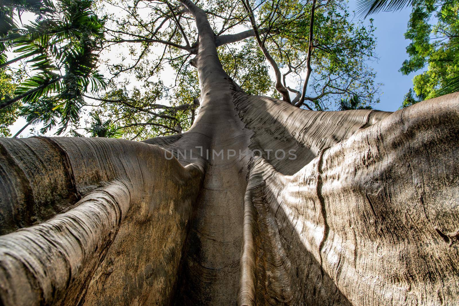The image of The largest and highest giant tree  in Ban Sanam of Uthai Thani Province, Thailand, shot from bottom up, nature background, Selective focus.