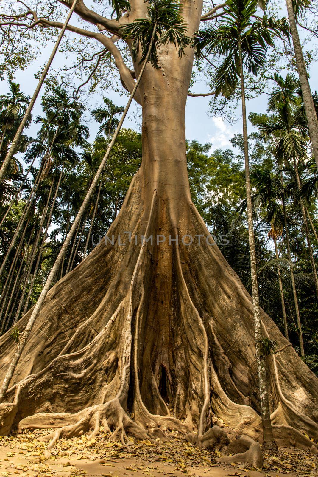 The image of The largest and highest giant tree  in Ban Sanam of Uthai Thani Province, Thailand, nature background, Selective focus.