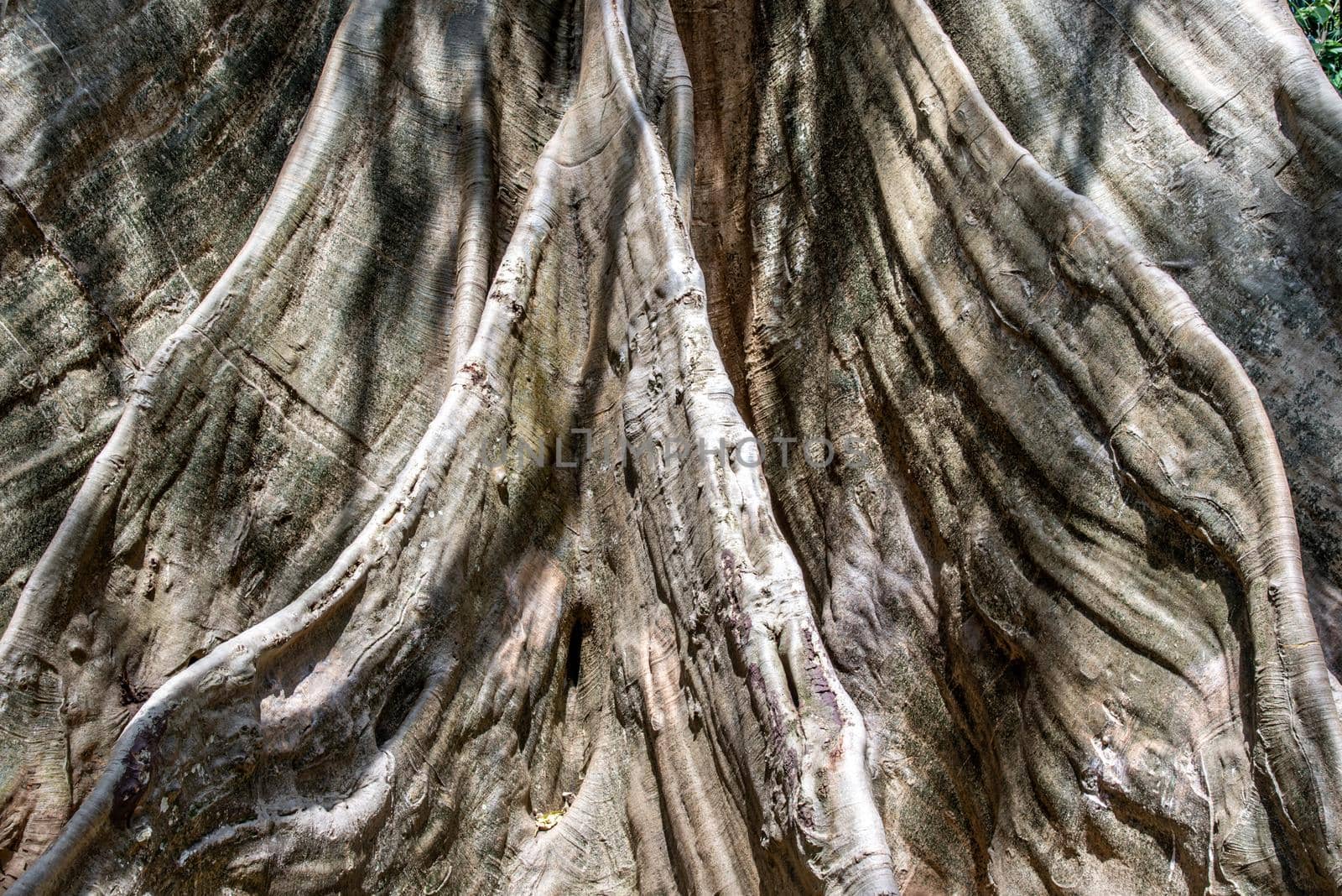 Details of The image of The largest and highest giant tree  in Ban Sanam of Uthai Thani Province, Thailand, nature background, Selective focus.