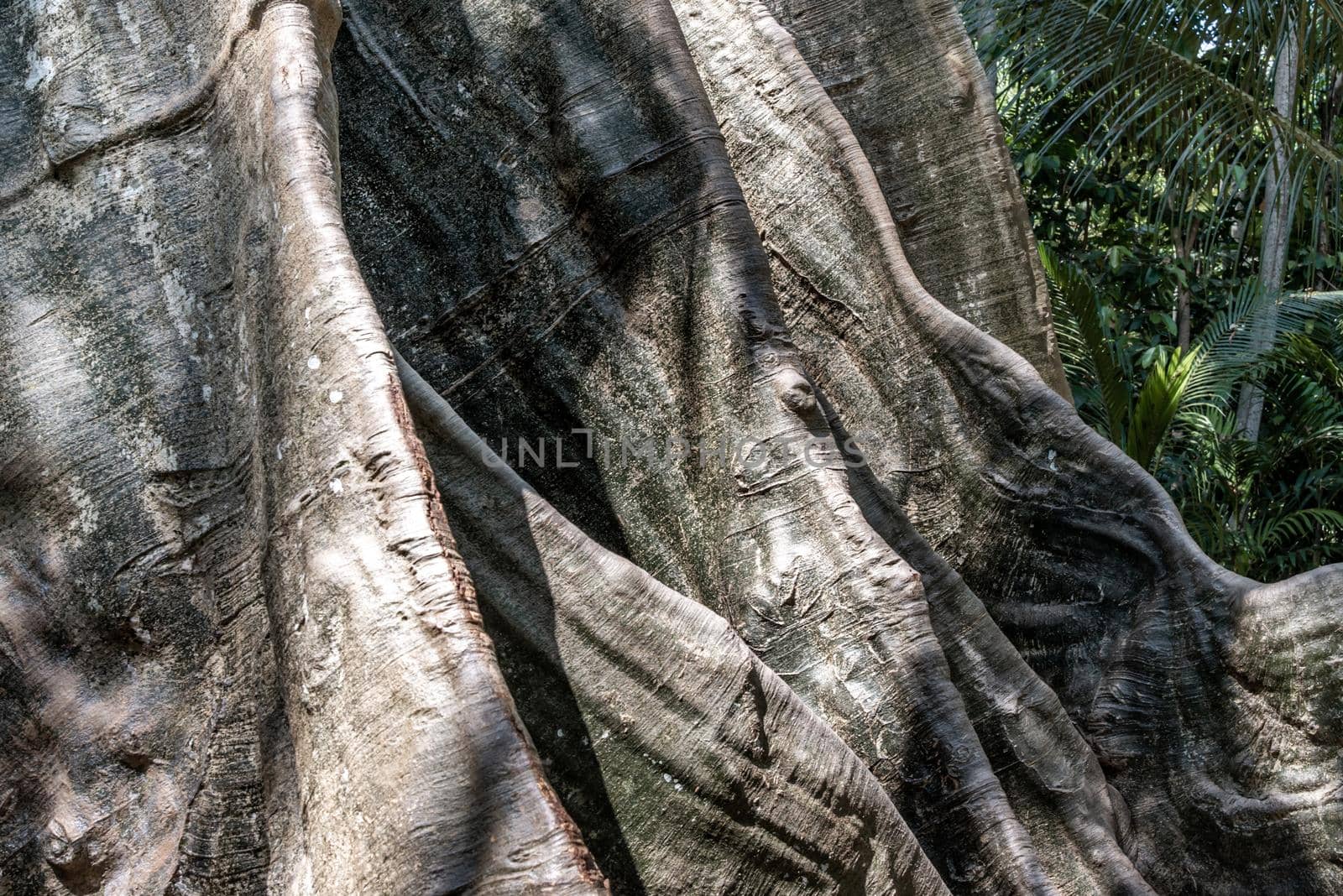 Details of The image of The largest and highest giant tree  in Ban Sanam of Uthai Thani Province, Thailand, nature background, Selective focus.