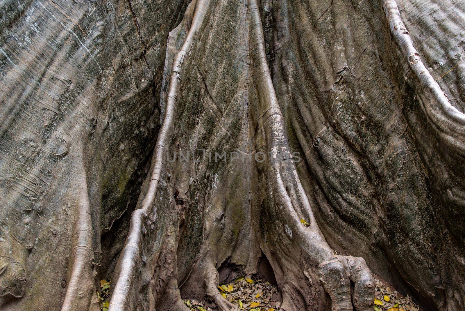 Details of The image of The largest and highest giant tree  in Ban Sanam of Uthai Thani Province, Thailand, nature background, Selective focus.