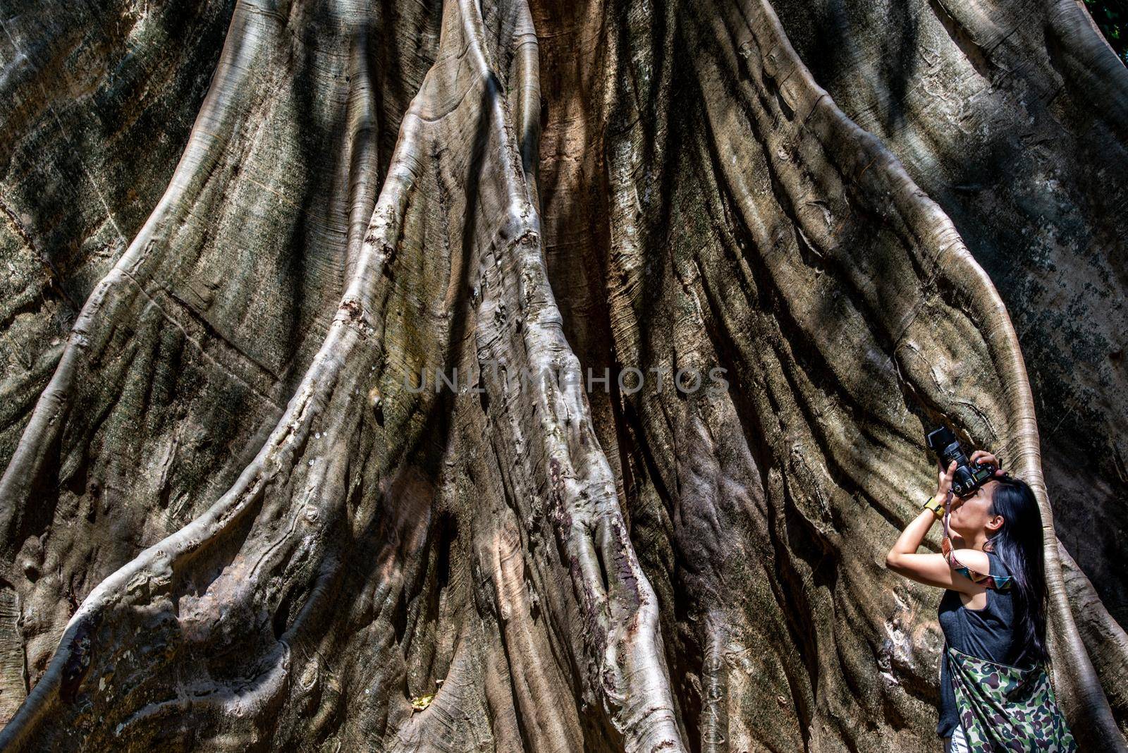 Young woman with Shoulder bag and using a camera to take photo Giant big tree, Size comparison between human and giant big tree in Ban Sanam of Uthai Thani Province, Thailand.