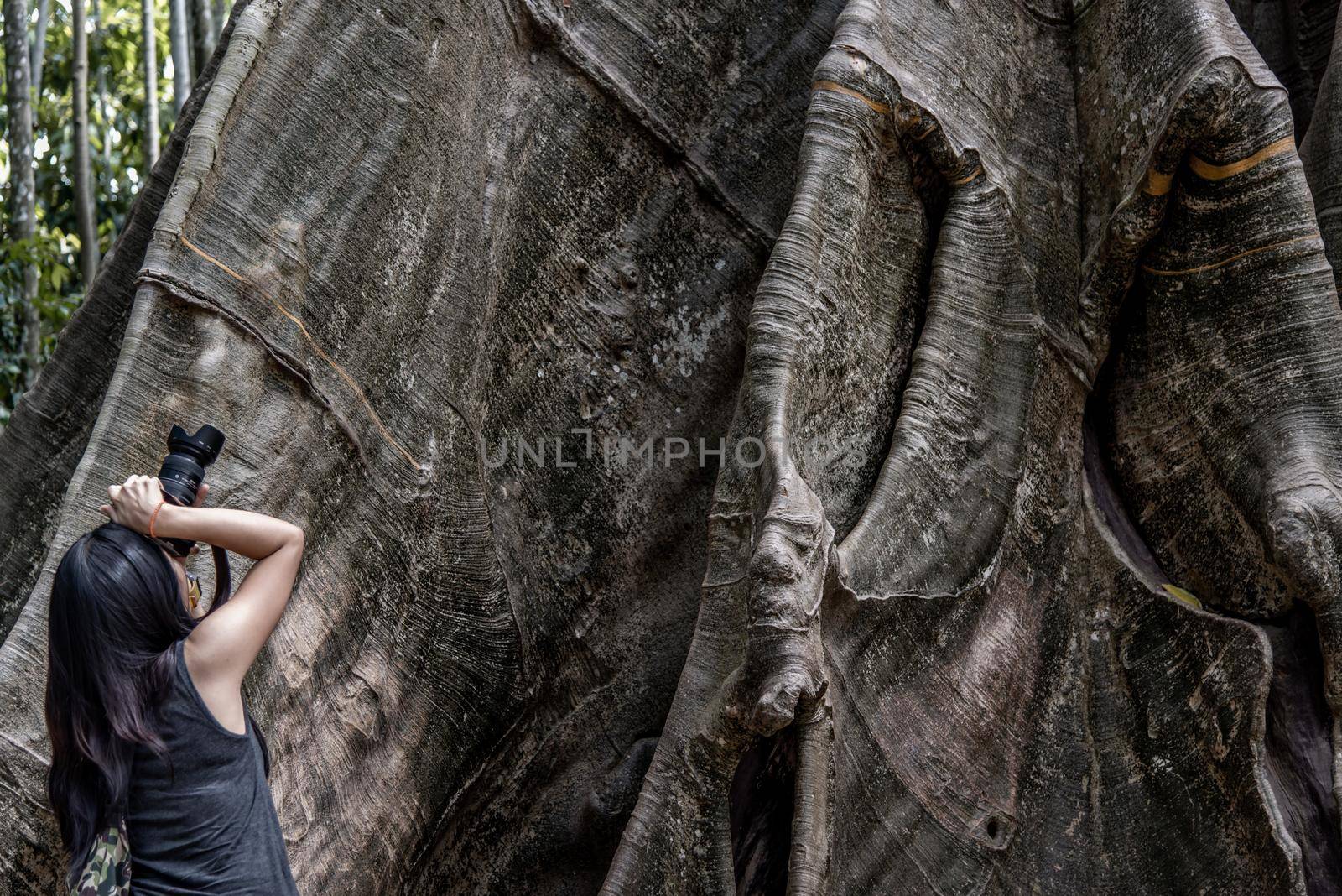 Young woman with Shoulder bag and using a camera to take photo Giant big tree, Size comparison between human and giant big tree in Ban Sanam of Uthai Thani Province, Thailand, nature background.