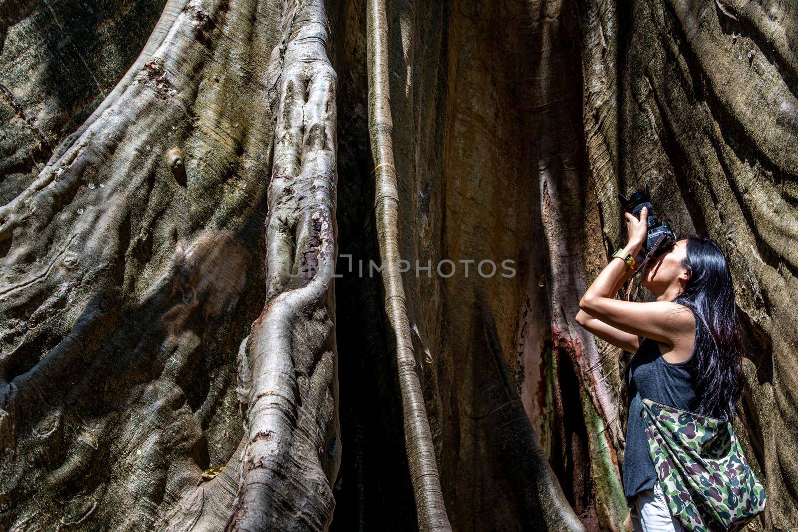 Young woman with Shoulder bag and using a camera to take photo Giant big tree, Size comparison between human and giant big tree in Ban Sanam of Uthai Thani Province, Thailand, nature background.