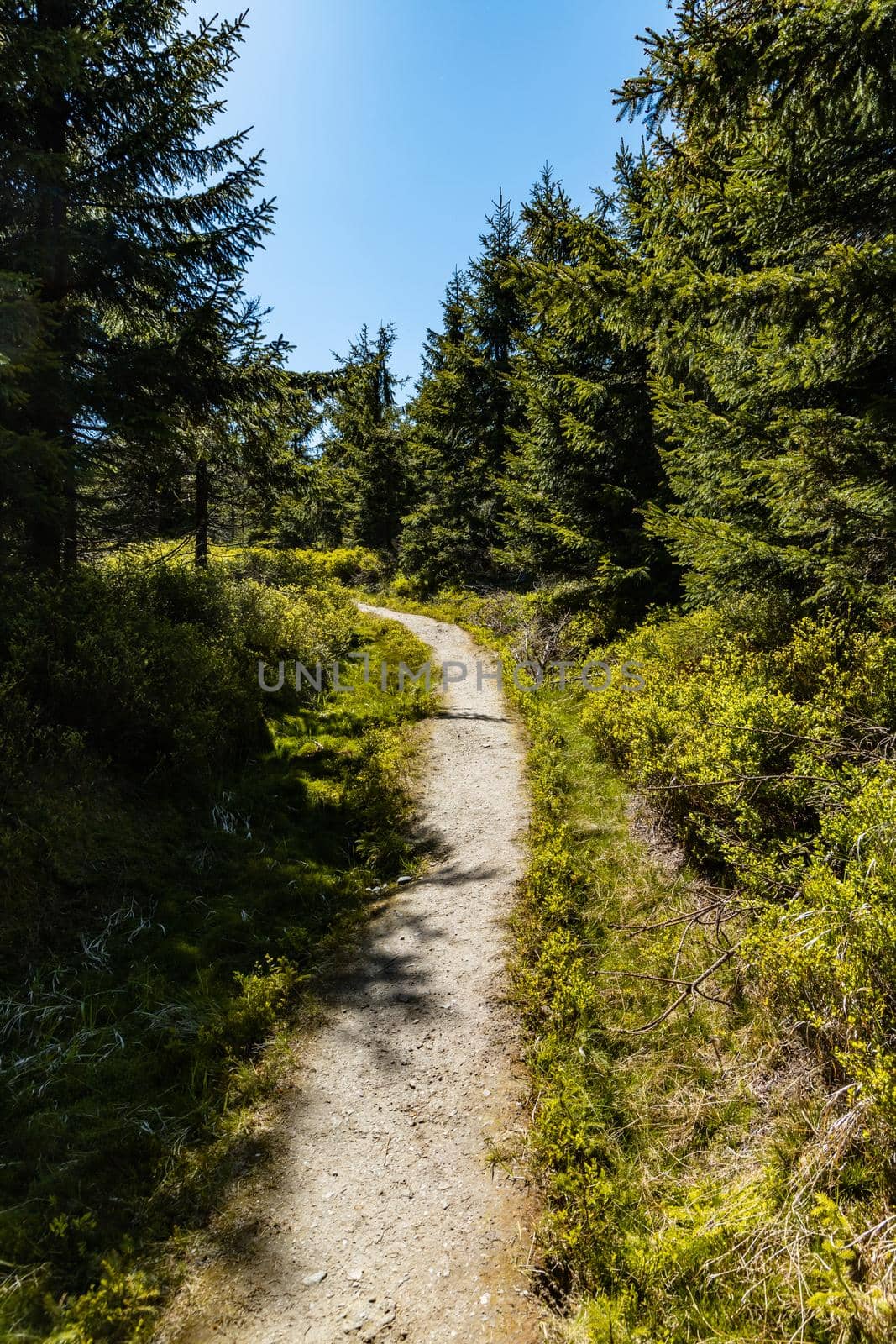 Long mountain trail in Jizera Mountains with high trees around by Wierzchu