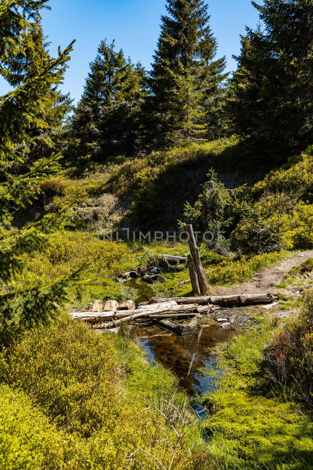 Small mountain stream in Jizera mountains with trees and bushes around